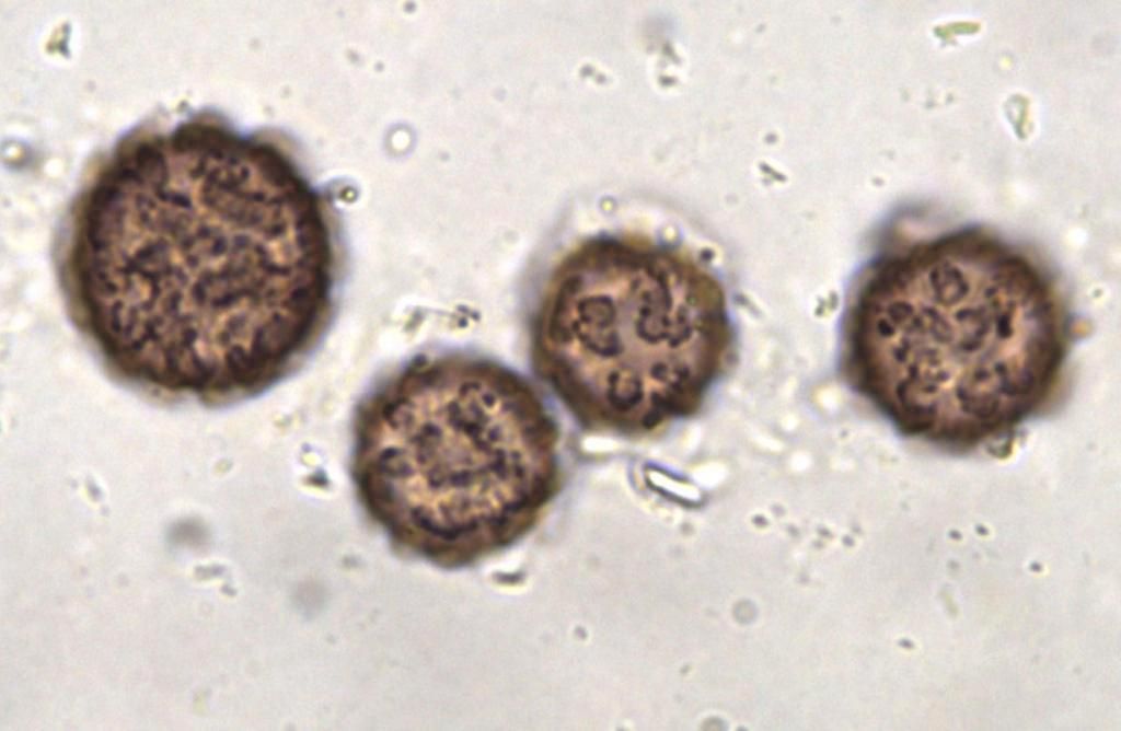 Lamproderma cristatum